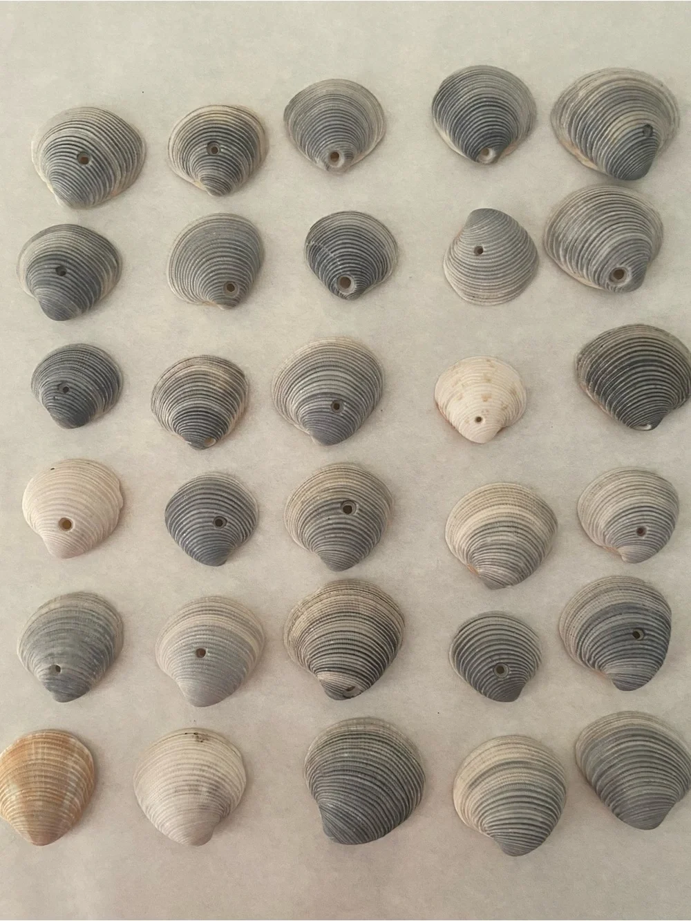 Total of 30 genuine, handpicked Florida Lady-in-waiting Venus clam shells.